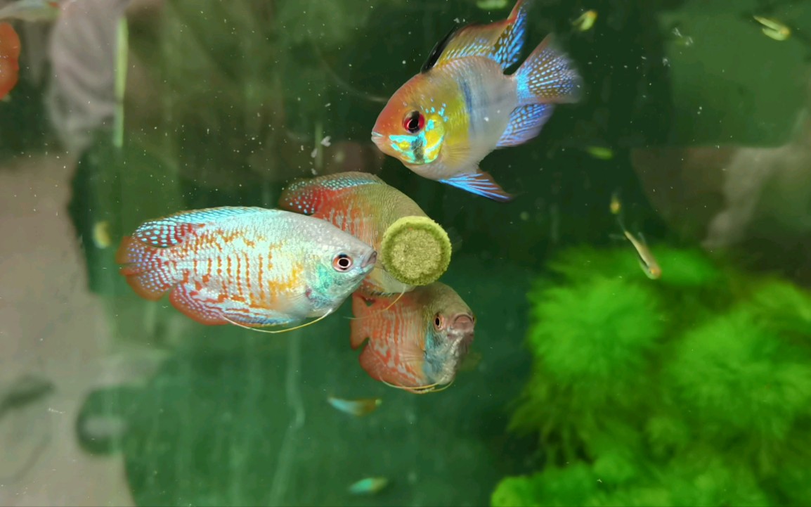 丽丽鱼想把它人道毁灭了