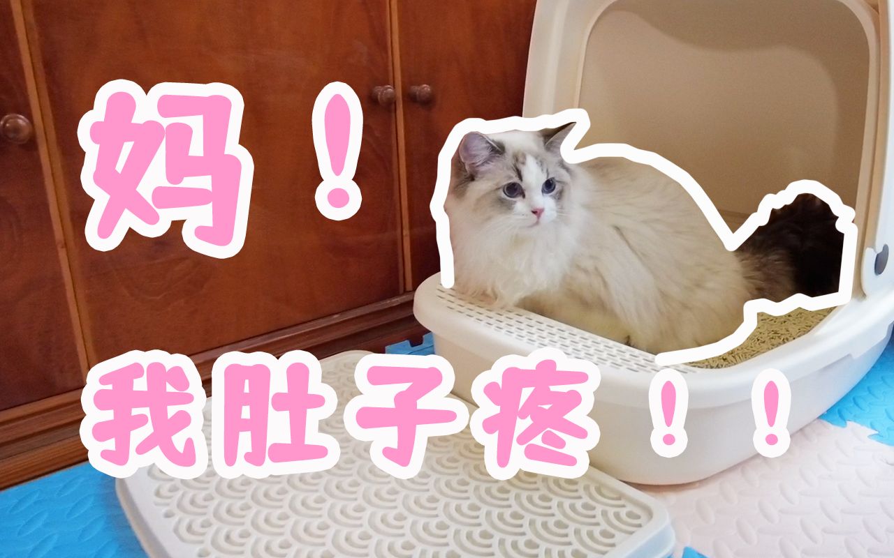 小猫咪拉肚子时是什么样布偶猫小北