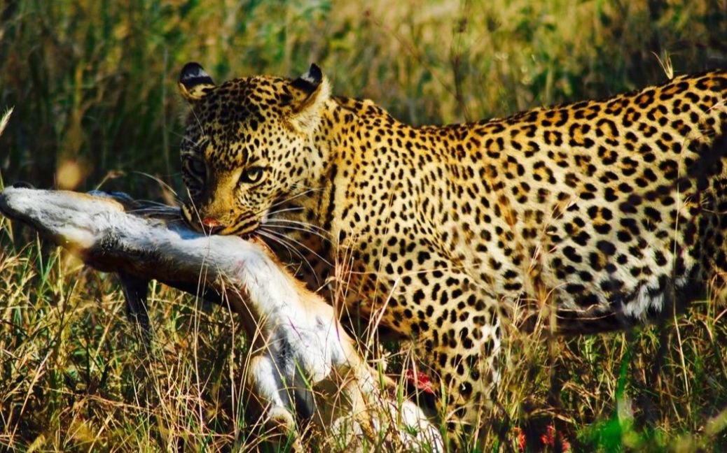 花豹捕猎有多帅来个现场表演给游客压压惊