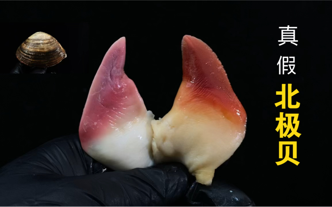 北极贝功效(北极贝:极富营养的海洋宝藏)