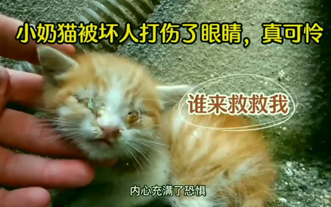 [图]小奶猫被人打伤了眼睛，非常可怜，有人救小猫咪吗