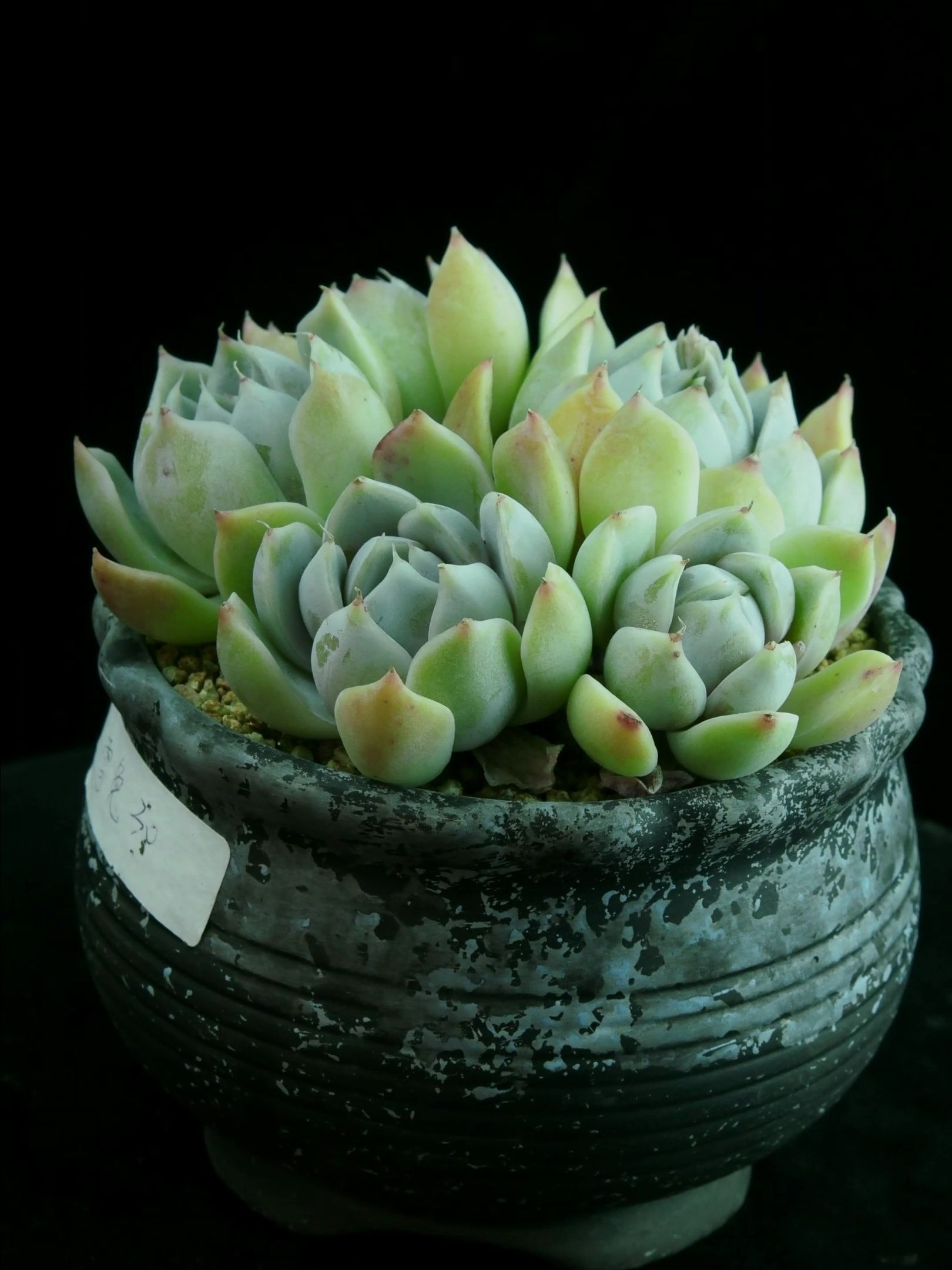 多肉植物 雪兔群生