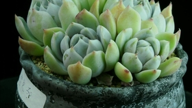 曼曼搭配雪兔蓝多肉拼盆 单头特别美 相比之下你怎么看 哔哩哔哩 つロ干杯 Bilibili