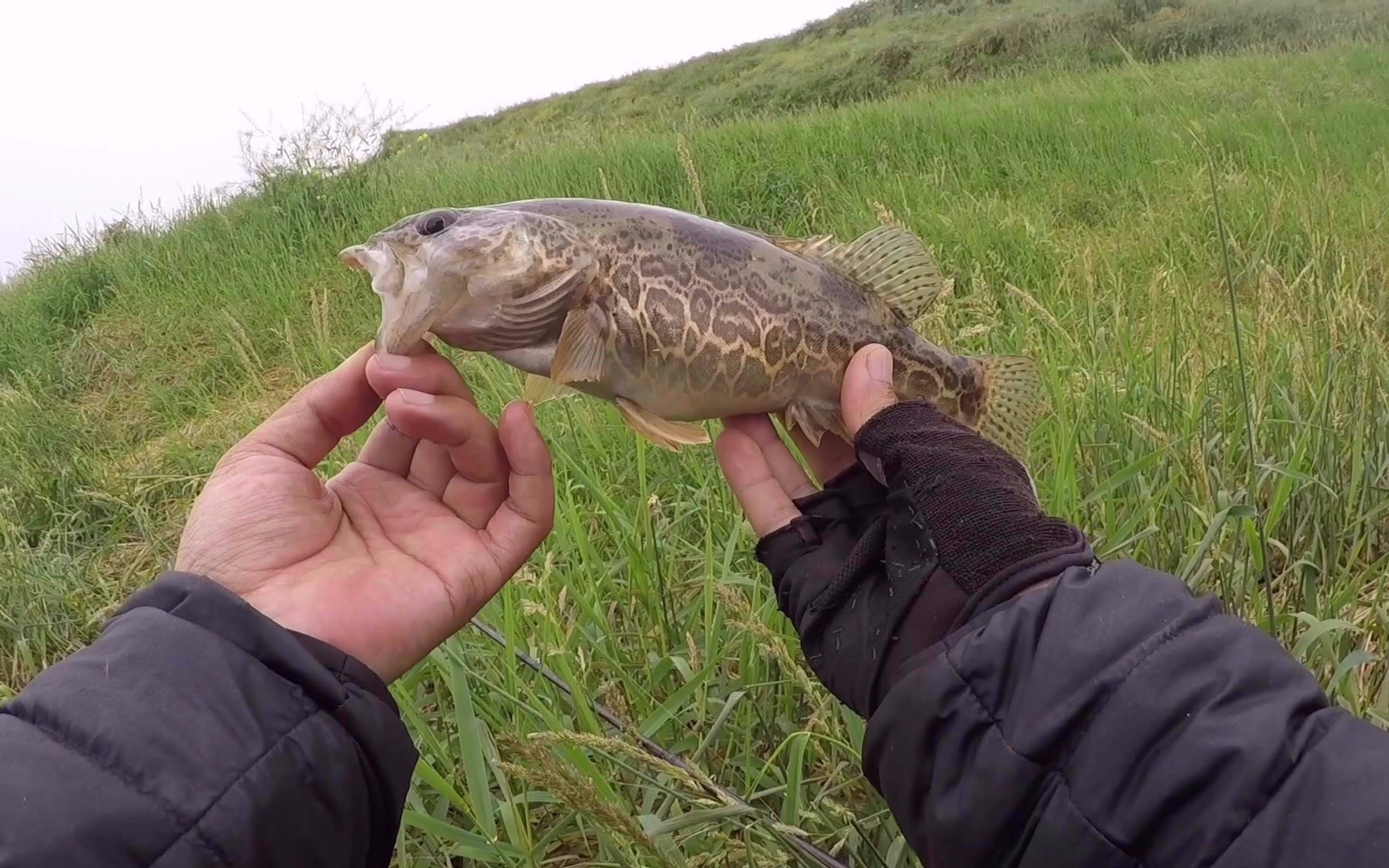 釣渾水像拔蘿蔔一樣釣鱖魚記住渾水用大餌渾水路亞鱖魚很簡單