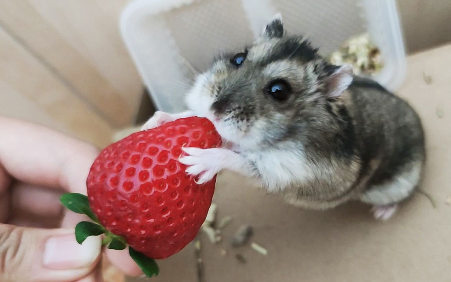 活动作品仓鼠吃草莓直截了当