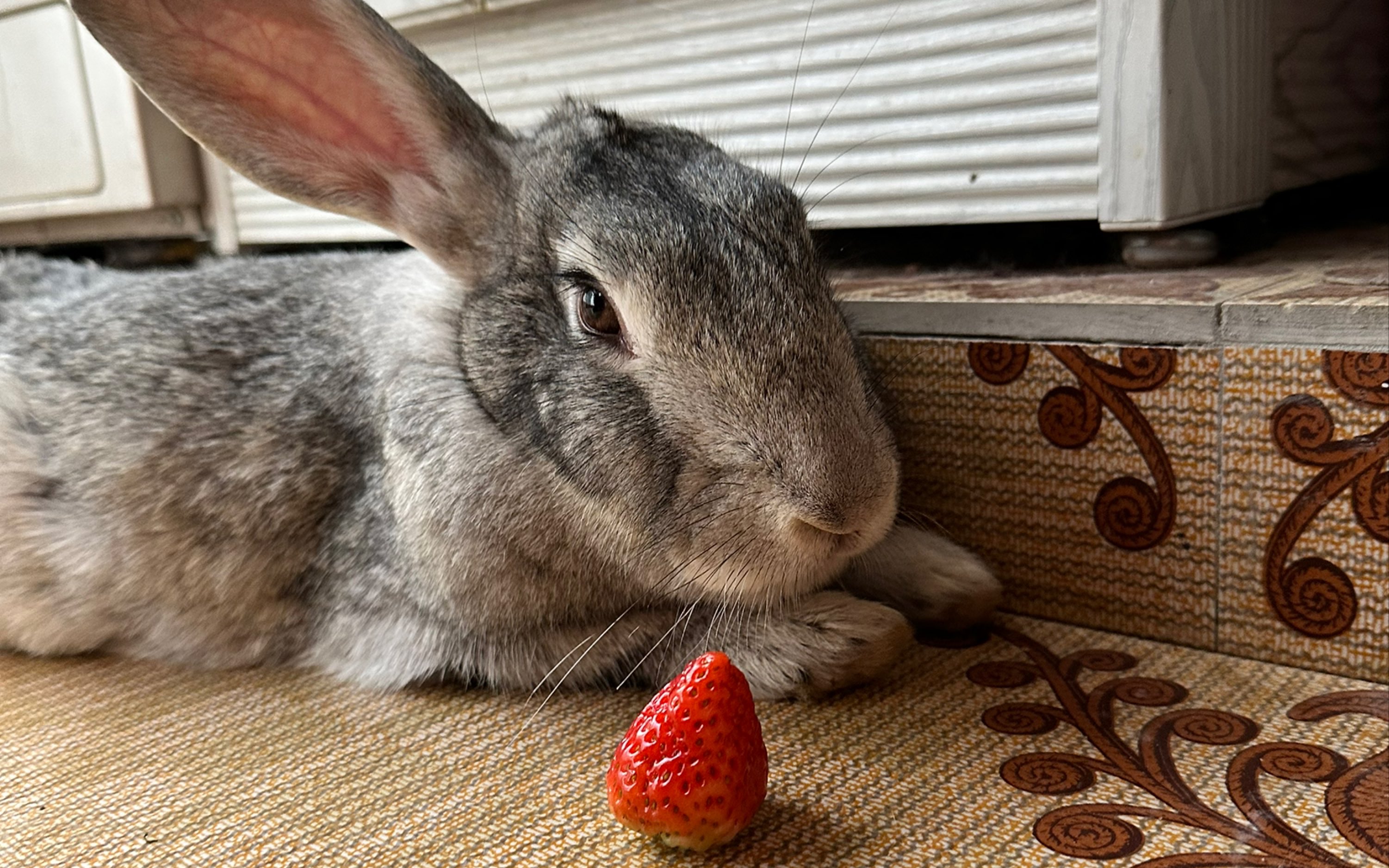 兔兔拒绝吃草莓,怎样才能让她俩知道草莓真的很好吃