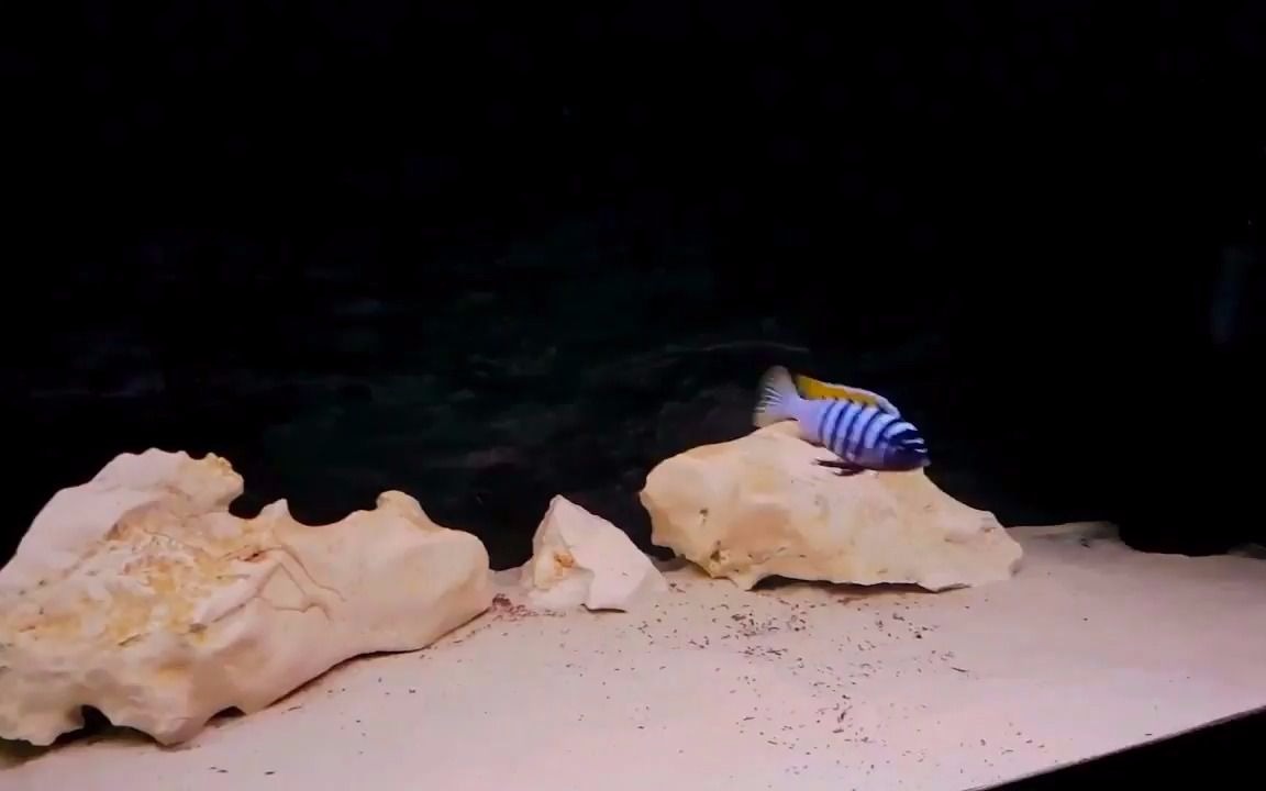 三湖慈鲷火炬斑马康比利型火麒麟野生metriaclimapyrsonotoskambiri