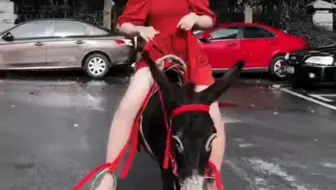 红衣墨镜美女小区驯骑小黑驴