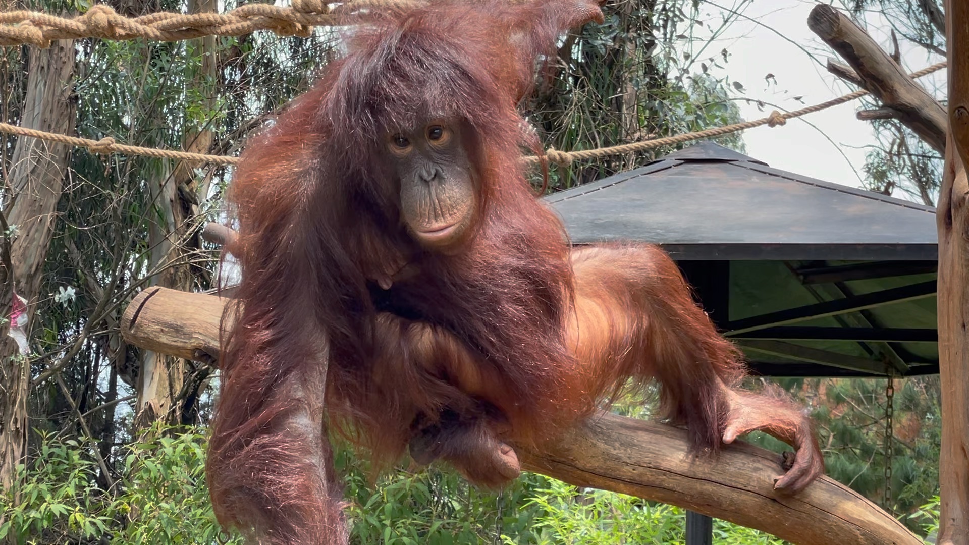 昆明野生动物园的超人星星 ……它看我的时候一定像是在看傻子_哔哩