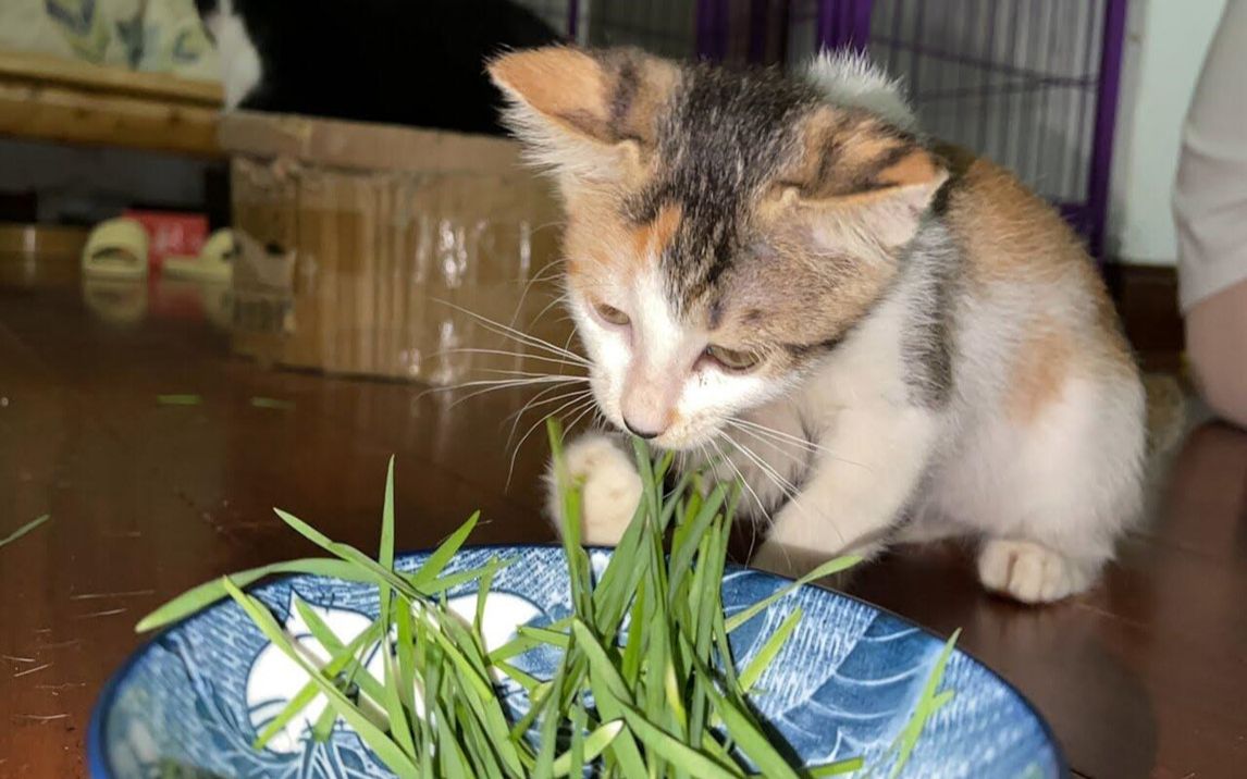 小猫几个月大就开始吃草,声音很靡性,样子太逗表情太可爱啦