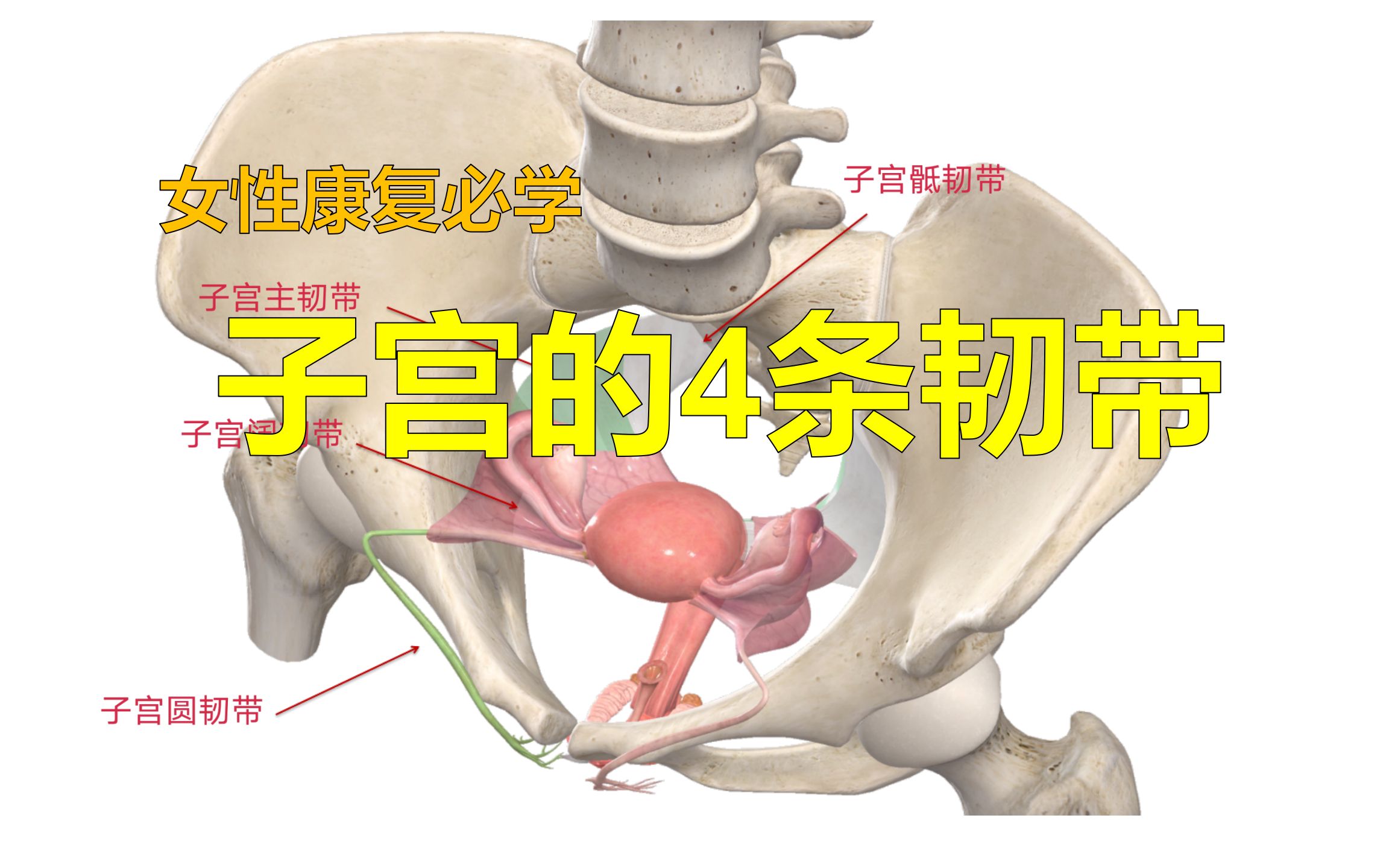 女性康复必学!子宫周围重要的4条韧带