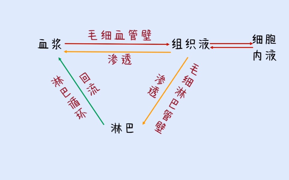 【高中生物】五分钟搞定内环境的内部关系_哔哩哔哩 (゜-゜)つロ 干杯