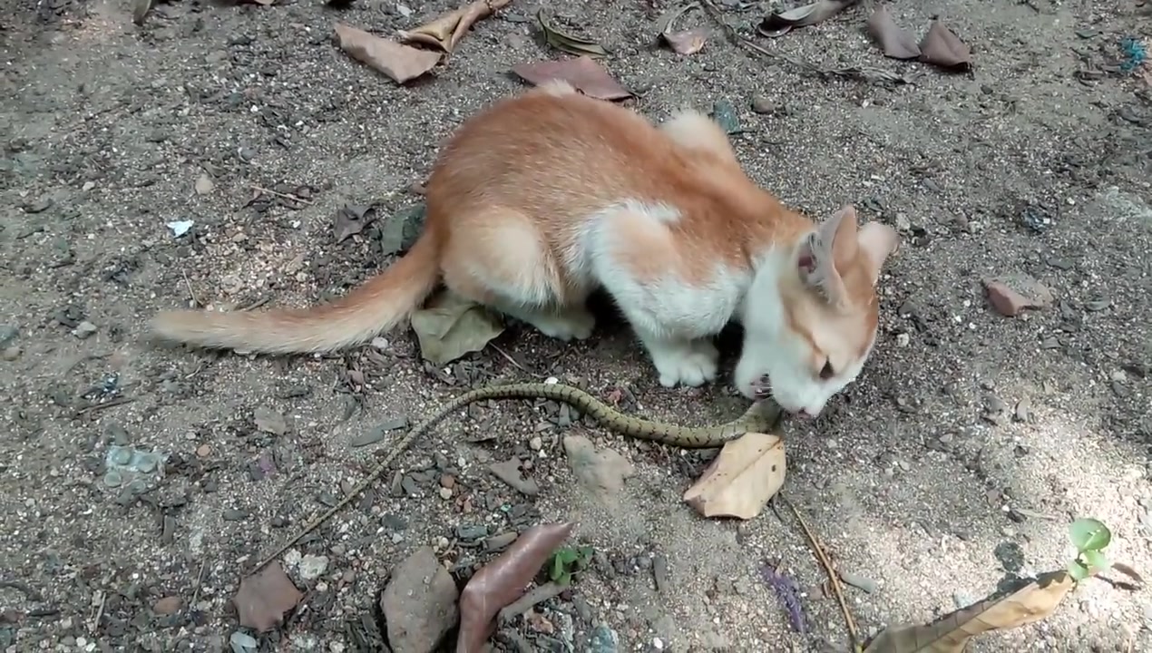 猫吃蛇图片