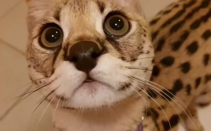 瞪着水灵灵大眼睛在看你的薮猫