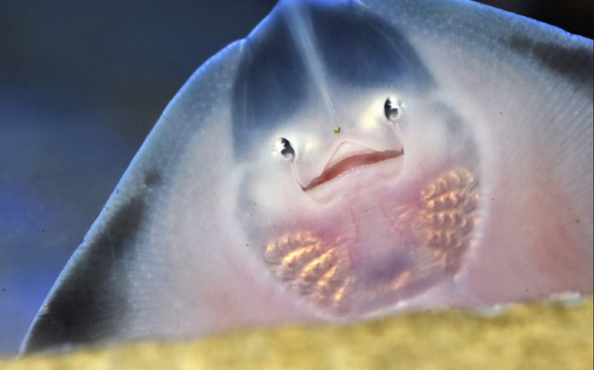 表面上冷酷无情暗地里就是大可爱 鳐鱼小盆友_哔哩哔哩 (゜-゜)つロ