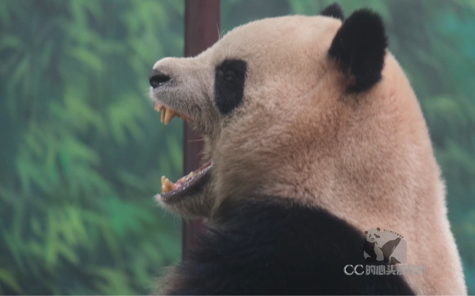 恶龙咆哮～嗷呜～ #大熊猫春生 #大熊猫 #熊猫 #国宝熊猫 #国宝