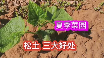 Download Video: 夏季菜园，这样松土，根壮、苗旺，高产，反之，黄叶、苗弱、死棵