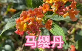 马缨丹 搜索结果 哔哩哔哩 Bilibili