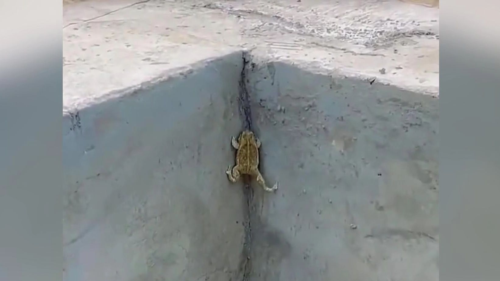 蛤蟆也想看井外的风景!有梦想谁都了不起!