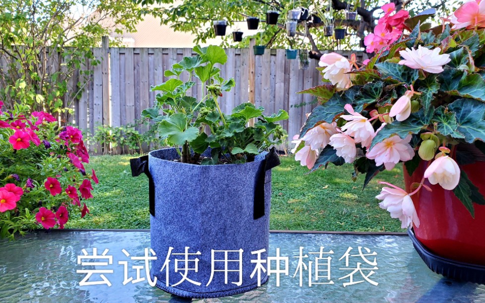 尝试使用种植袋 Plant grow bags哔哩哔哩bilibili