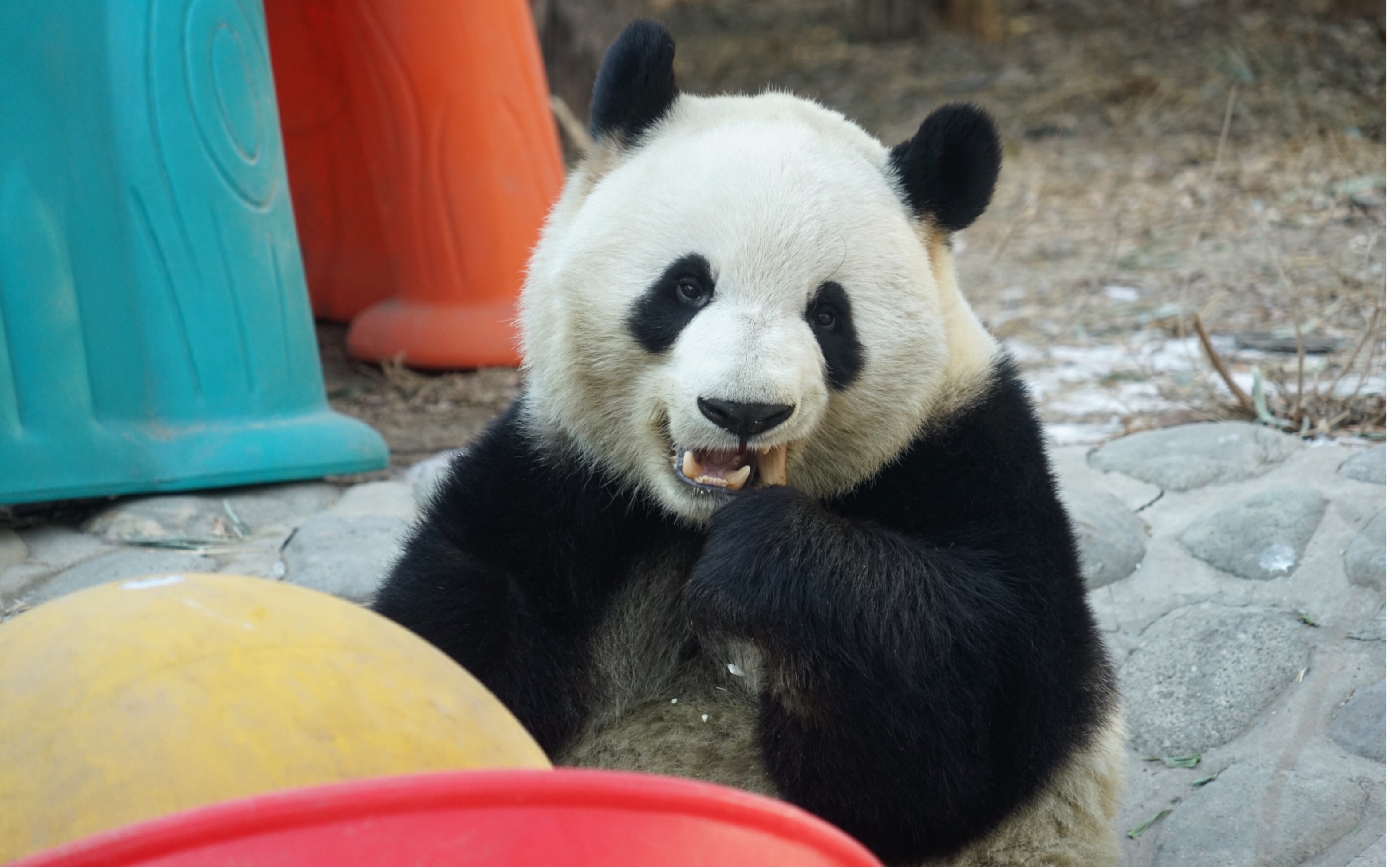 大熊猫萌兰 20200104 么么儿正面吃笋