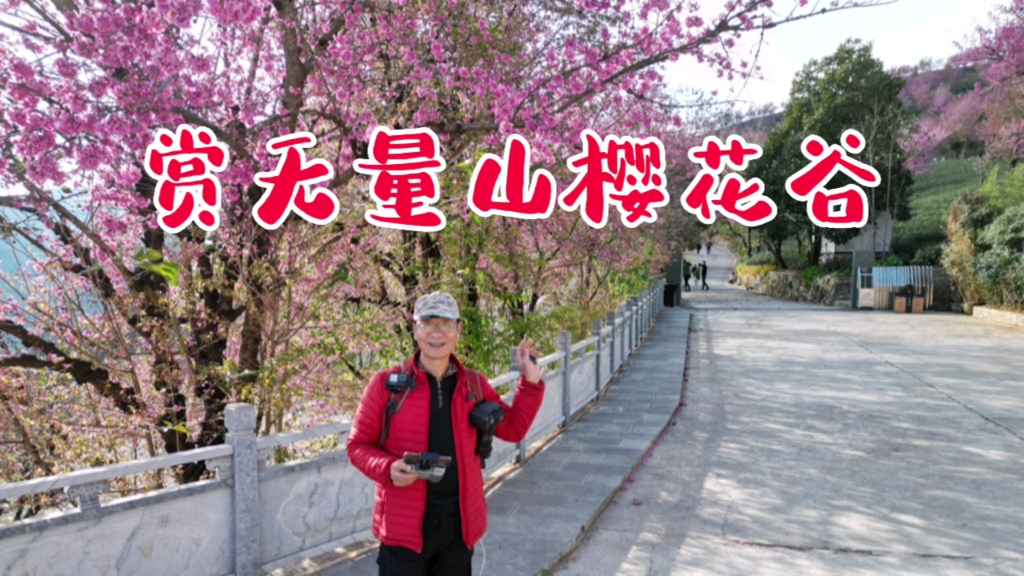 [图]赏无量山樱花谷 ｜ 跟着大禹去旅行