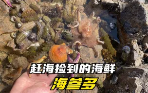 Download Video: 青岛赶海能捡到海参的地方，和捡海参的方法，捡到多少就看自己了