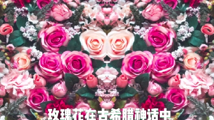 [图]鲜花百科，你知道玫瑰花的花语和含义吗？