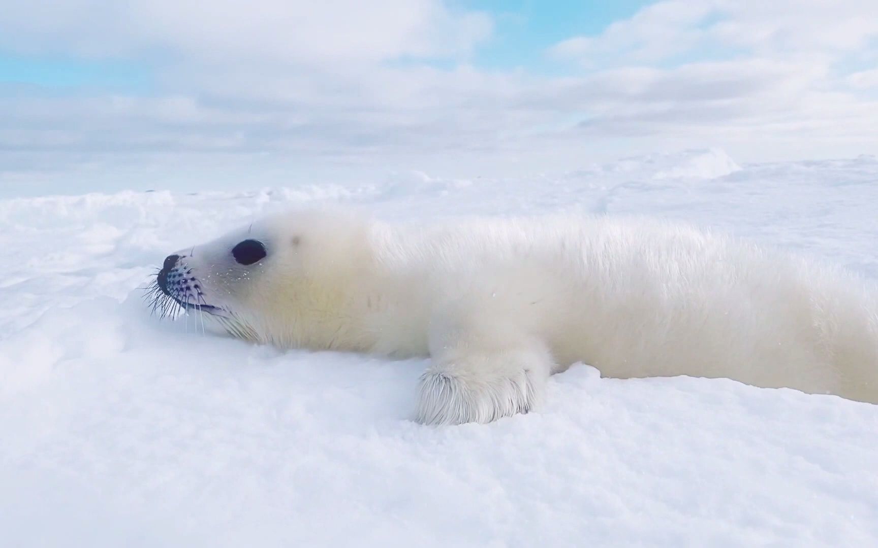 呼喊的豹豹_哔哩哔哩_bilibili