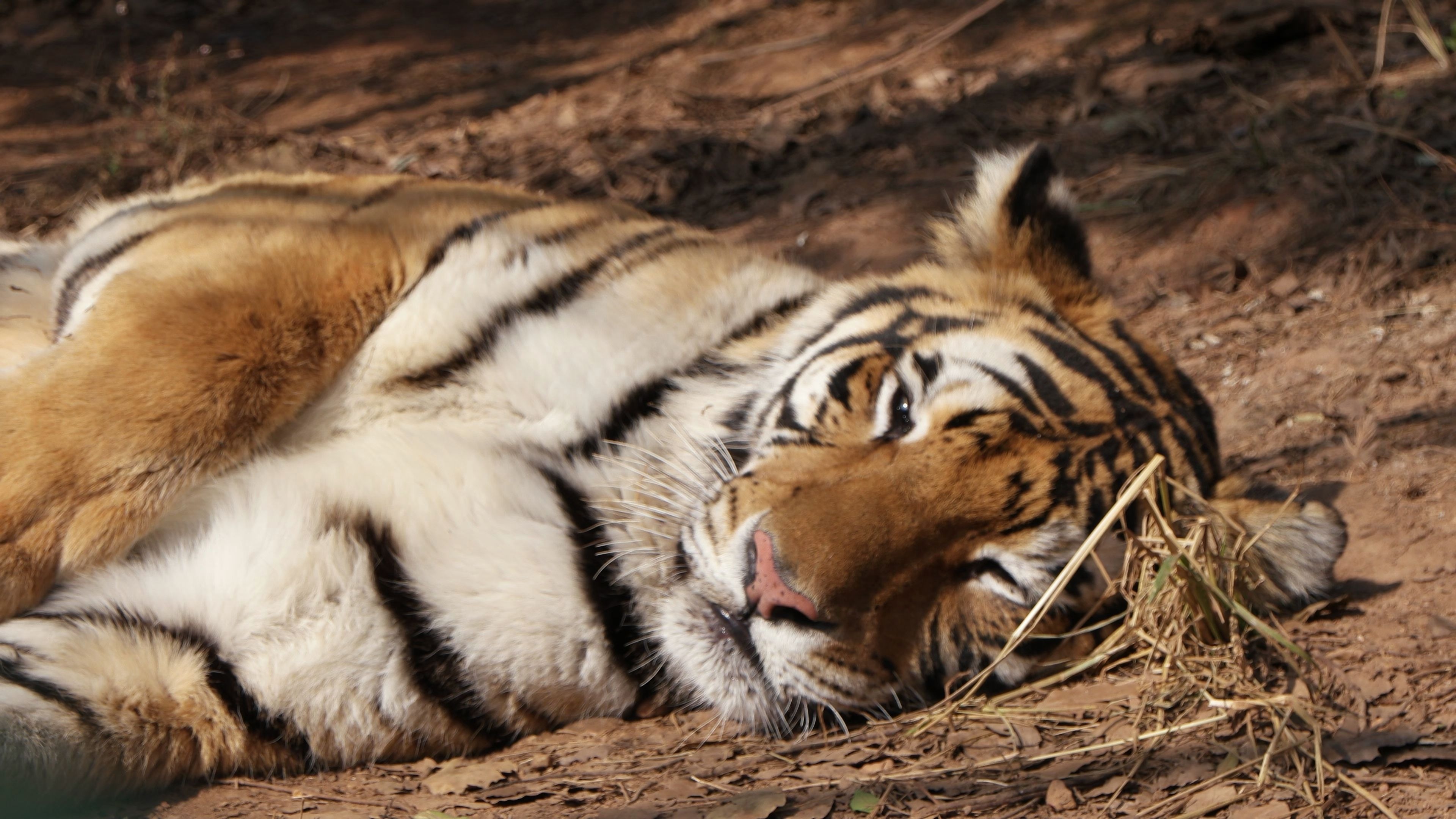 悠闲晒太阳的孟加拉虎