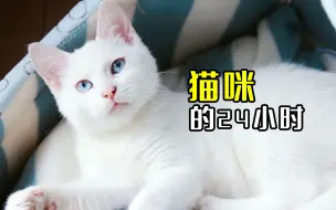 Download Video: 猫的一天是怎么度过的？