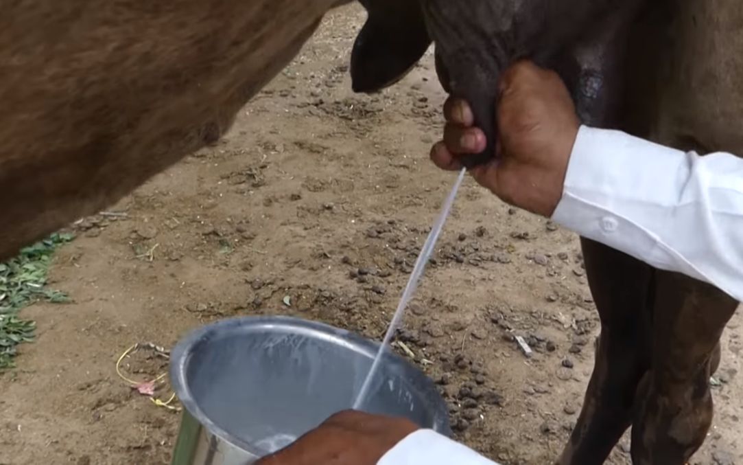 印度生活体验你没见过的骆驼挤奶驼奶泡沫丰富