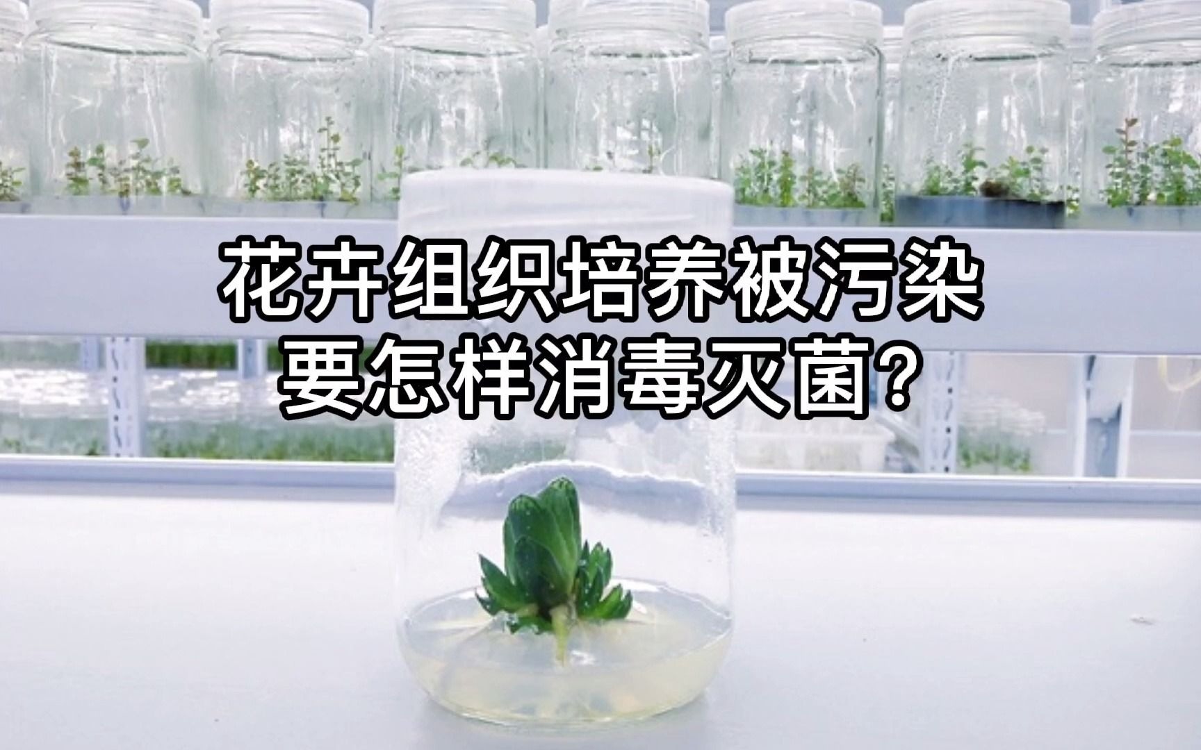 [图]植物组织培养过程中微生物污染原因分析及灭菌方法！！