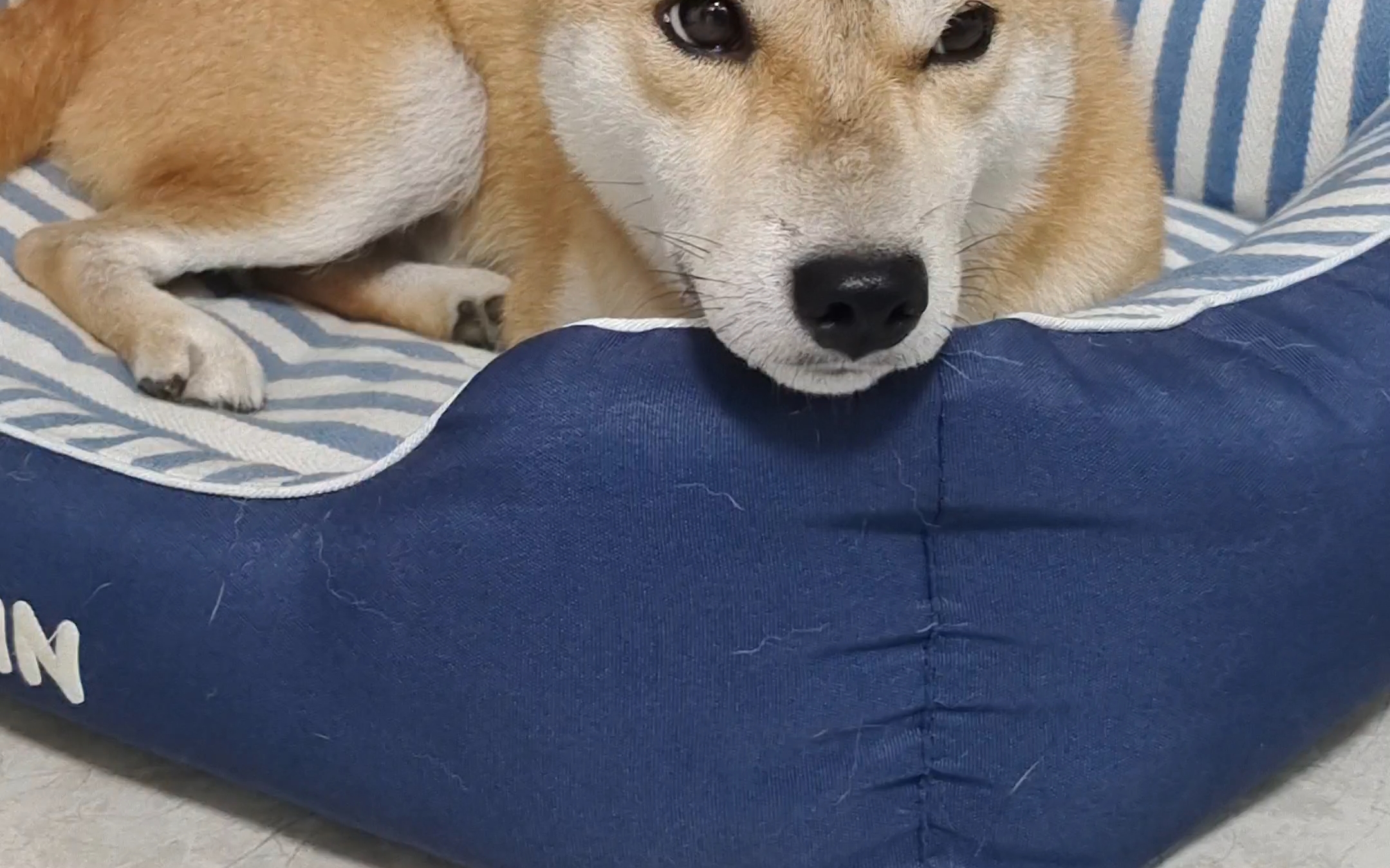 柴犬#刚吃饱 完全不想动