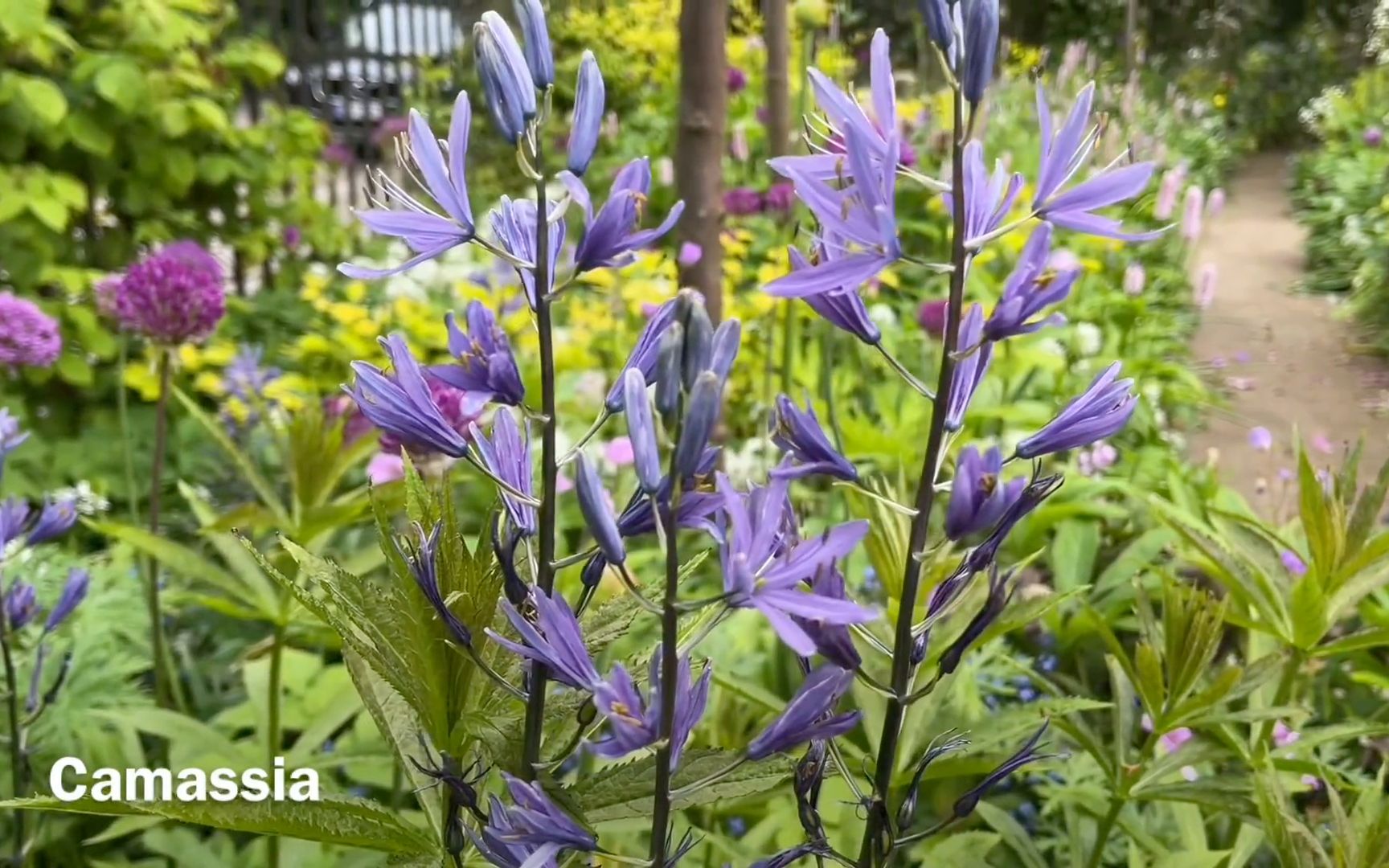 [图][中字]丹麦爷爷初夏花园分享 来看看宿根植物花园高低错落的野性美丽 | My cottage border in the beginning of July