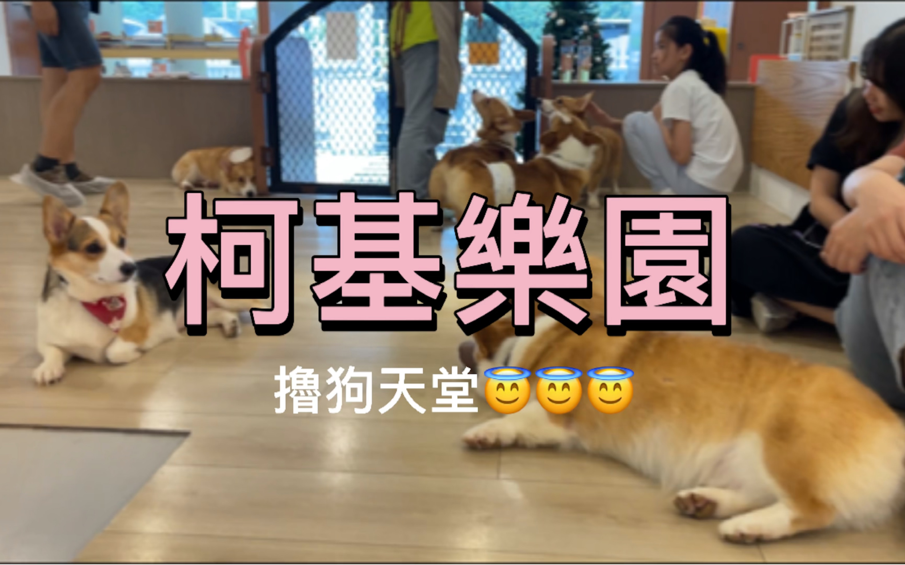 基厂|柯基乐园|魔都探店|Corghaus|宠物咖啡厅|Corgi|撸狗|上海探店|上海生活|魔都生活哔哩哔哩bilibili