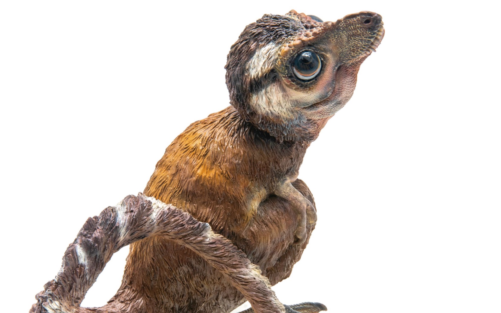 你见过幼年霸王龙吗pnso恐龙大王成长陪伴模型26幼年霸王龙亚伦