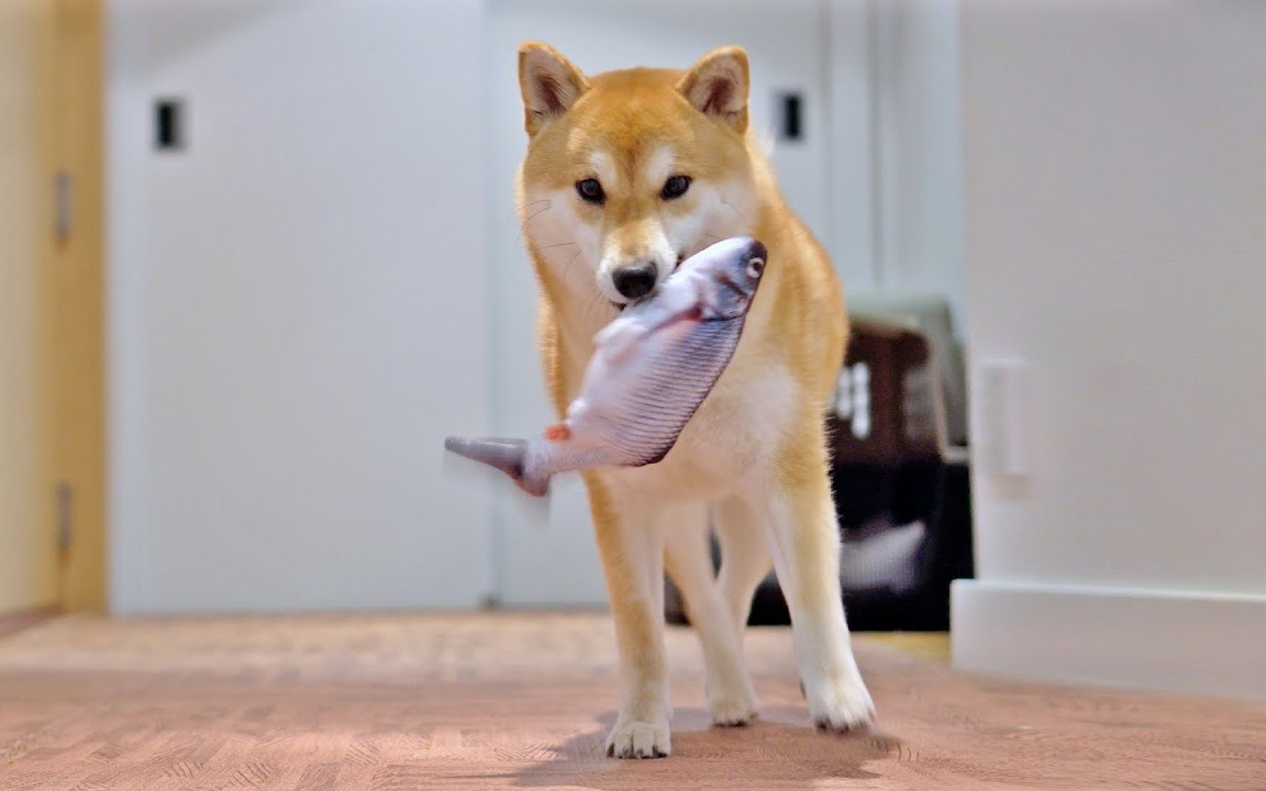 鱼柴柴来呀一起摇摆呀柴犬haribotheshiba