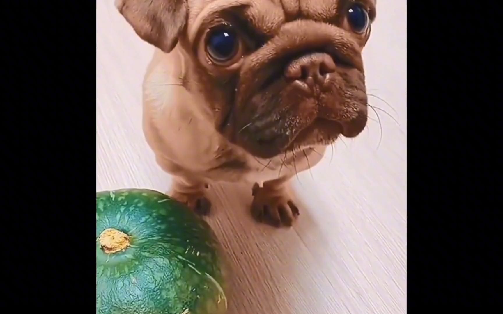 盘点全网动物的沙雕迷惑行为,沙雕不分物种,严重怀疑是人扮的!