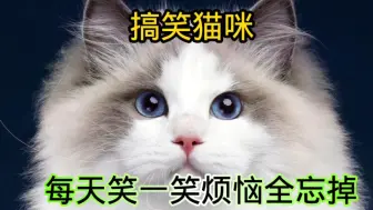 搞笑猫咪，每天笑一笑烦恼全忘掉