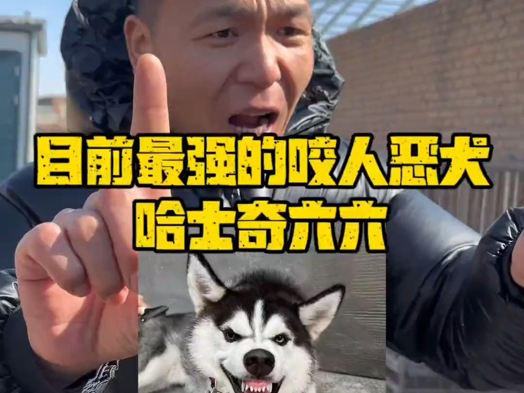 人与动物和谐共处,目前最强的咬人恶犬哈士奇六六
