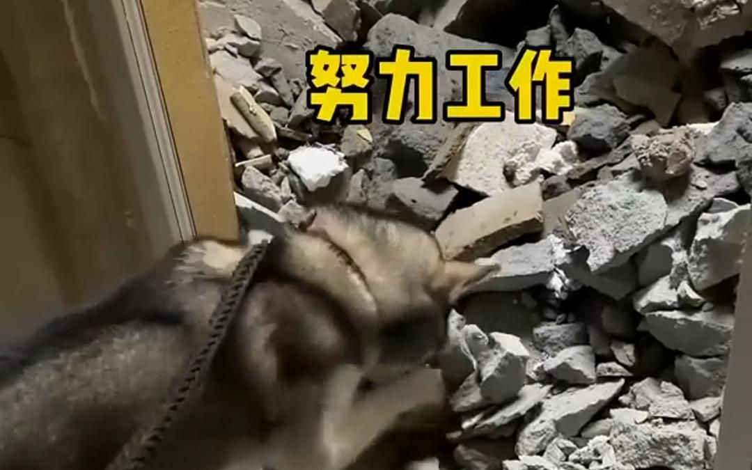 哈士奇天天拆家,主人受不了了,带哈士奇去工地拆房子去了 - 哔哩哔哩
