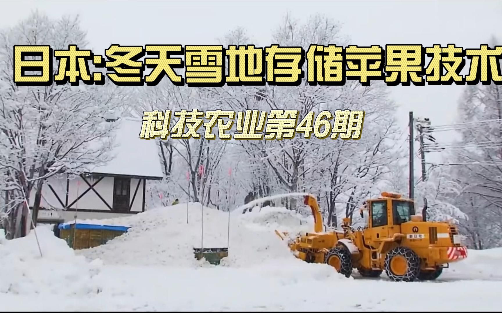 日本:冬天雪地存储苹果技术;雪下储存不光省钱、省电;环保节能 ;还能让苹果口感更好;更香更甜哔哩哔哩bilibili