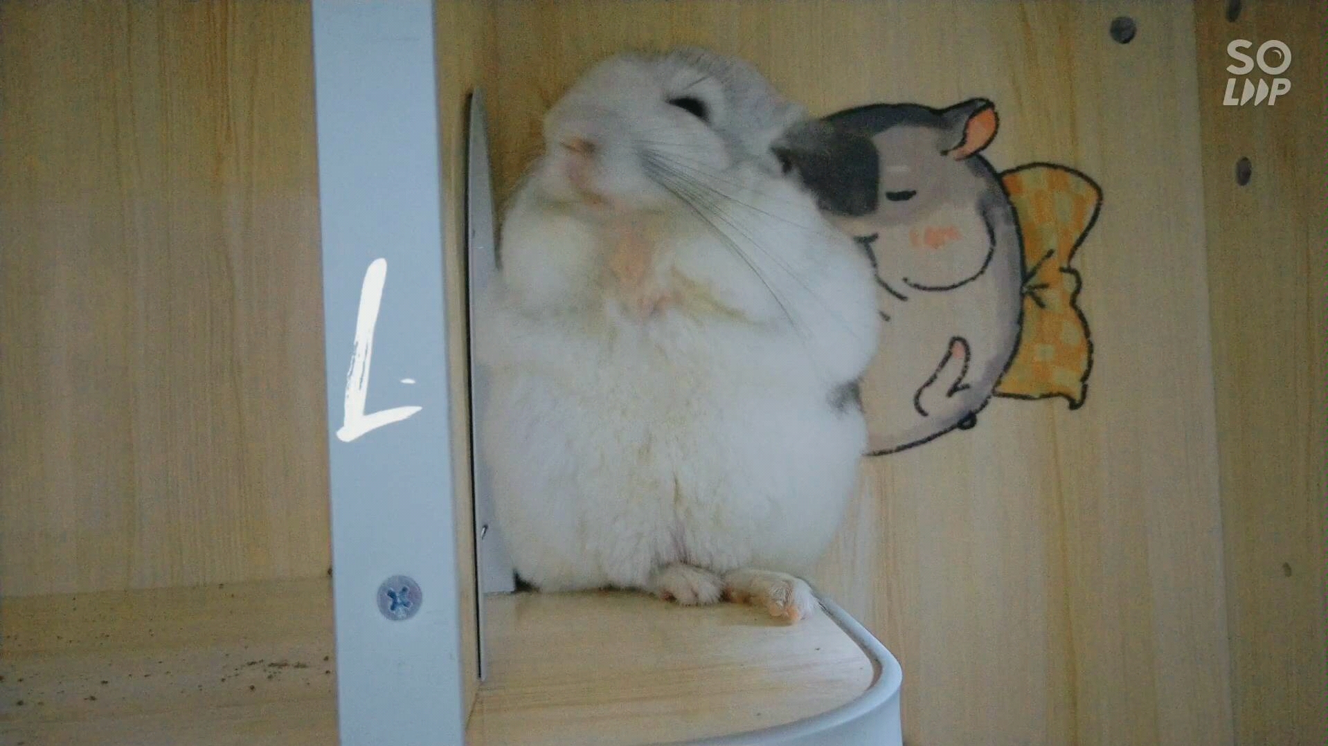 龙猫我确定这一定是你没见过的龙猫搞笑担当