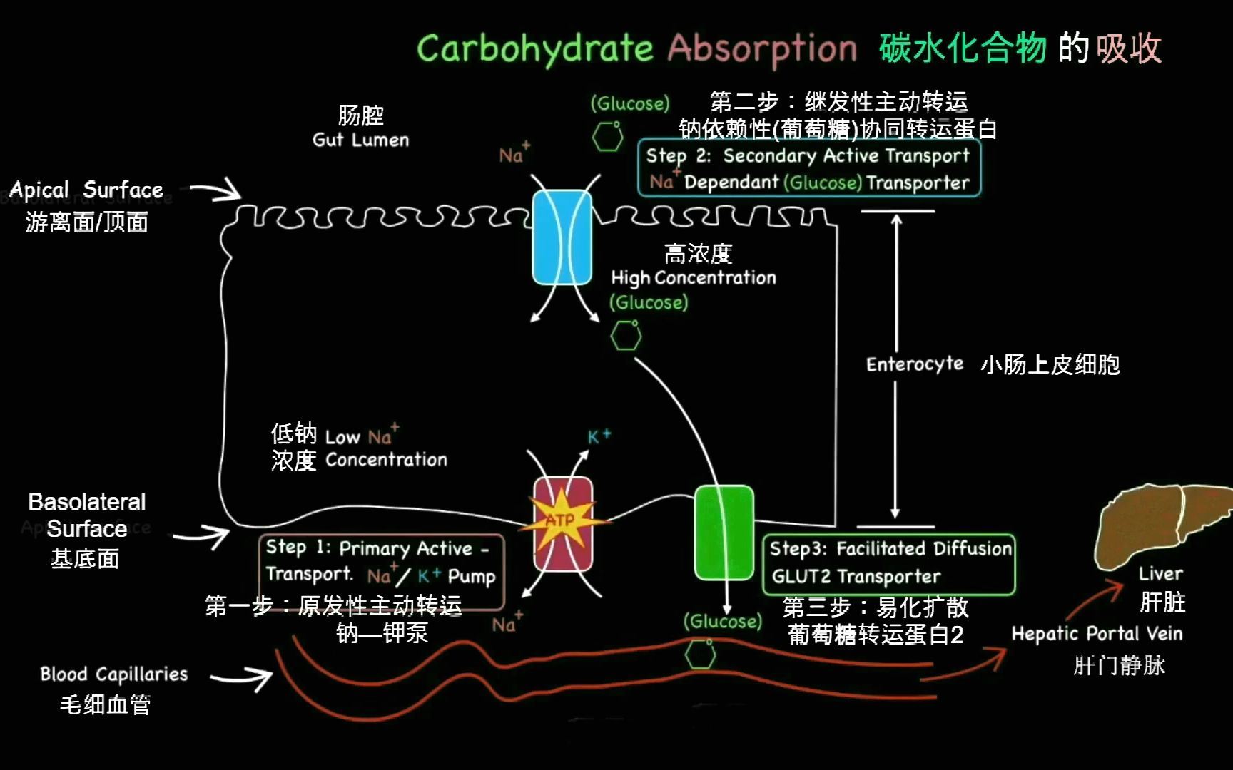 為什麼小腸吸收葡萄糖是主動運輸