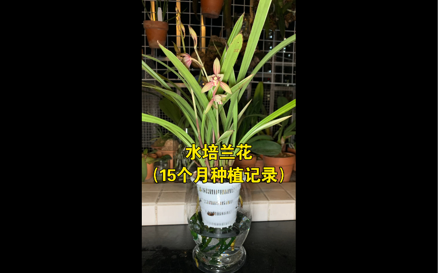 如何水培兰花,从水培到开花15个月种植过程全纪录哔哩哔哩bilibili