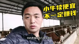 Скачать видео: 农村养牛卖肉，买多大的牛犊划算？小牛一定有高利吗？不一定