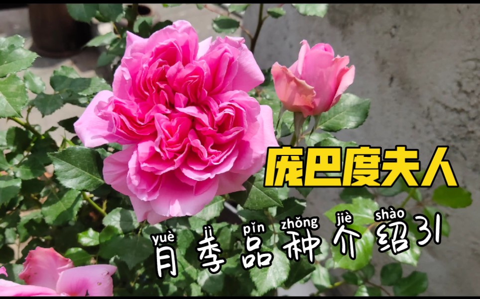 月季品种介绍31,庞巴度夫人