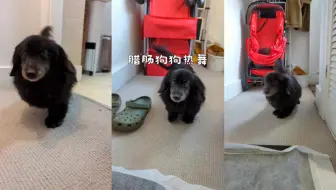 点击就看腊肠狗狗热舞🪩
