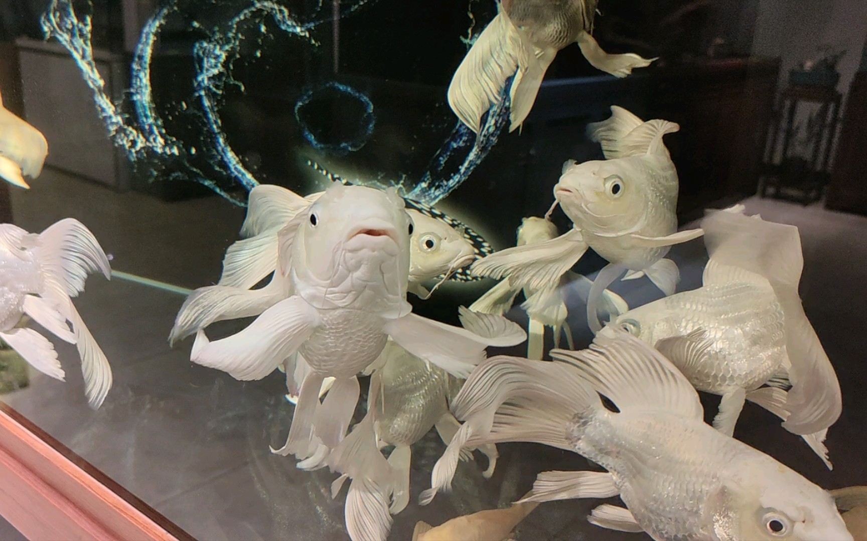 这种穿婚纱的鱼,一只要2800元